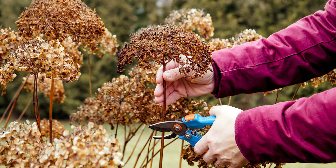 Как обрезать гортензии осенью правильно