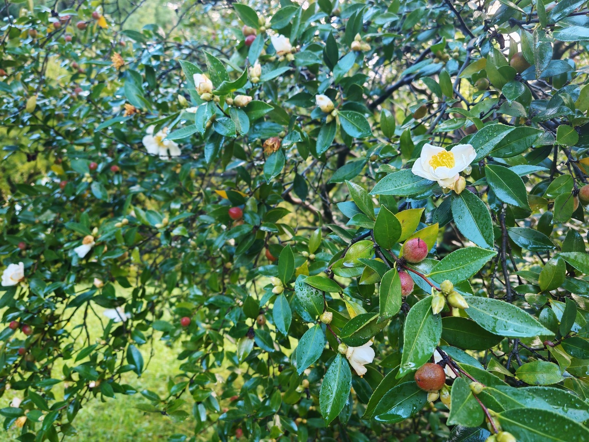    Фото: соцсети Галина Солтани