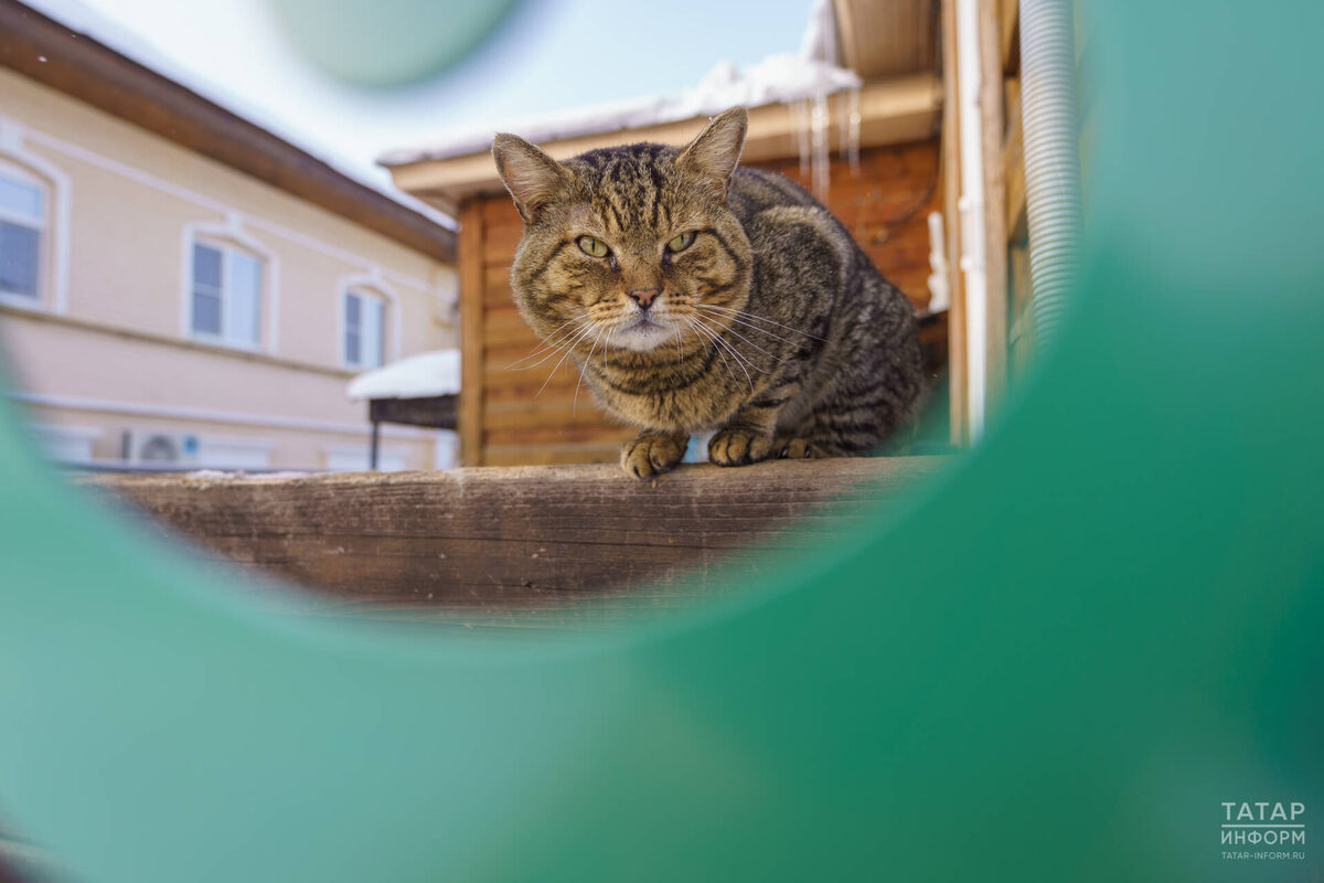 Фото: © Владимир Васильев / «Татар-информ»