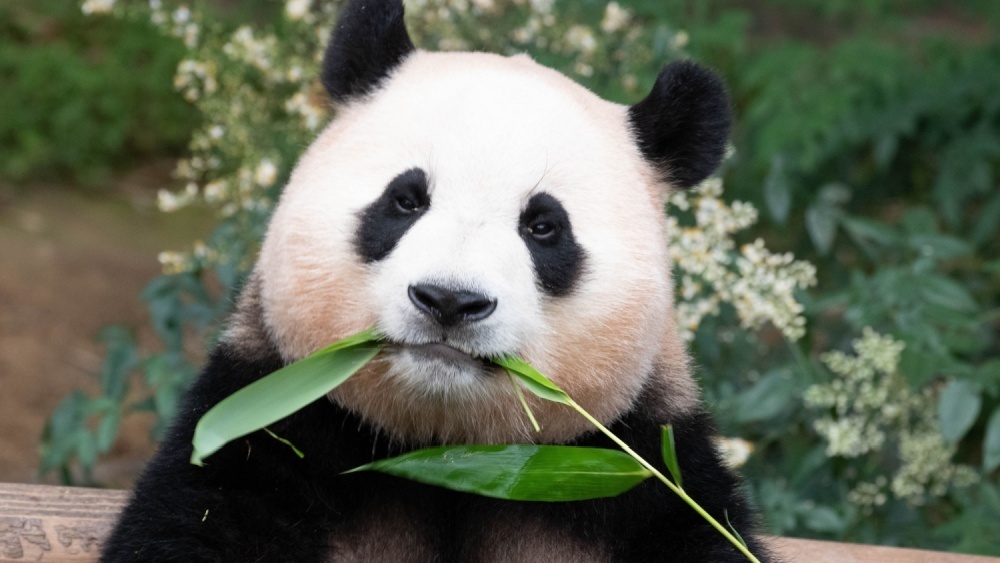     Фото: Foreverhappy/Shutterstock/FOTODOM