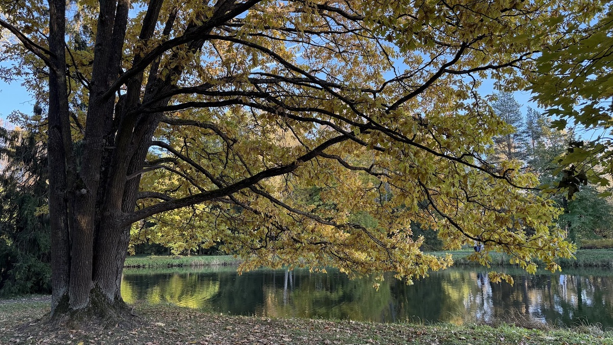 Золотая осень в Павловске