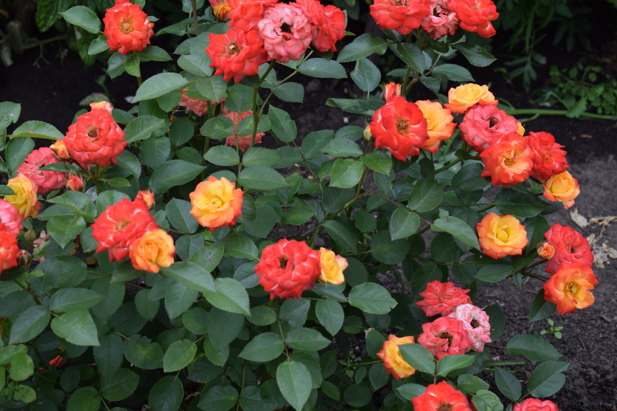 моя любимая роза(фото автора)