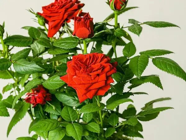   Комнатный цветок с красными цветами листьями Вера Курилыч