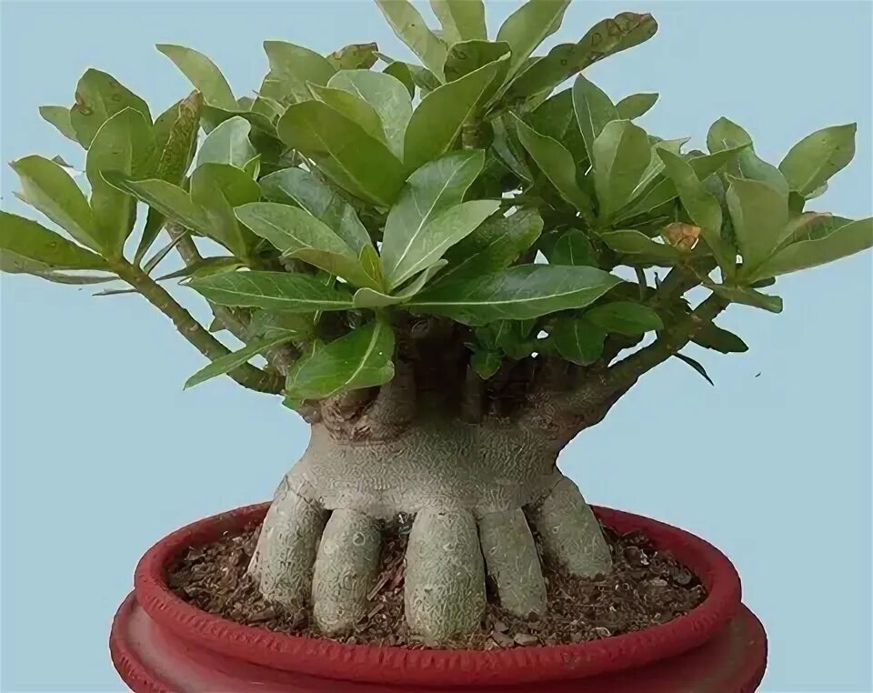 Мощный каудекс позволяет накопить много влаги для выживания в сложных погодных условиях. Фото из свободных источников 