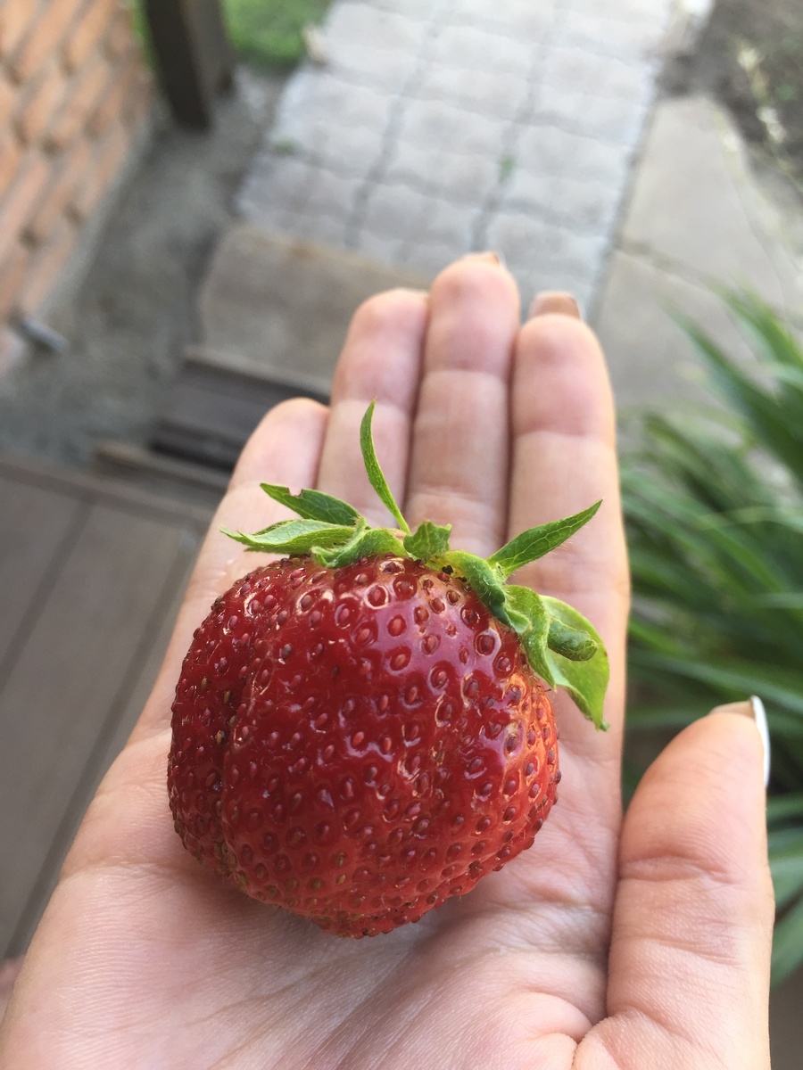 Моя ягодка в Сибири. Крупная и сладкая.