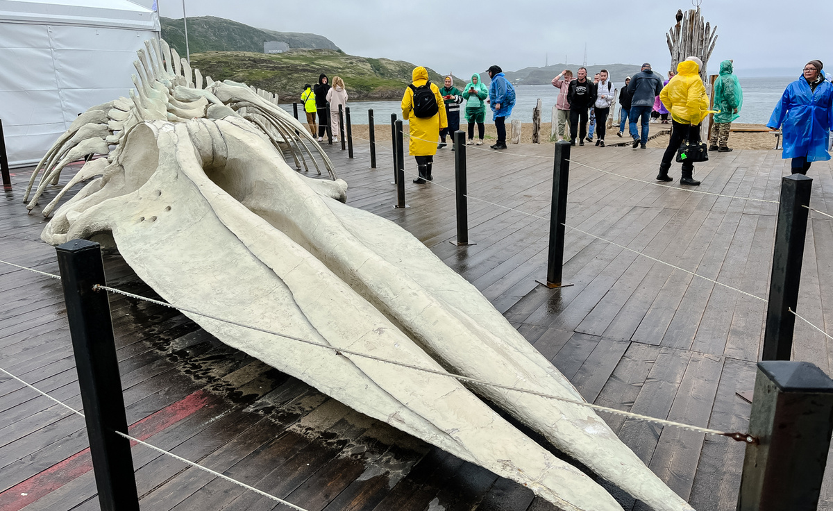 Документ, призванный защитить как уникальную арктическую фауну, так и самих туристов, обсуждают с научным и туристическим сообществом.  Фото: Фото: ФедералПресс / Анна Крючкова