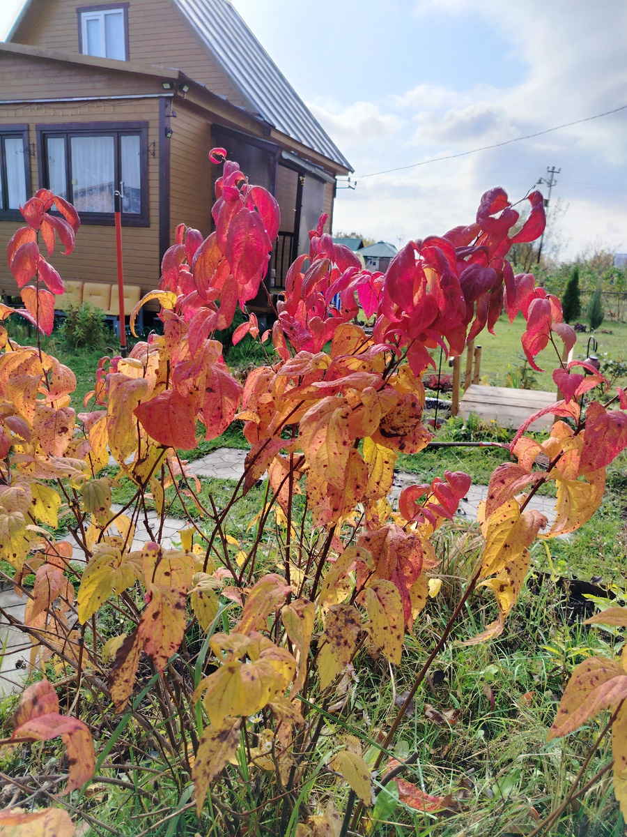 Осенние краски