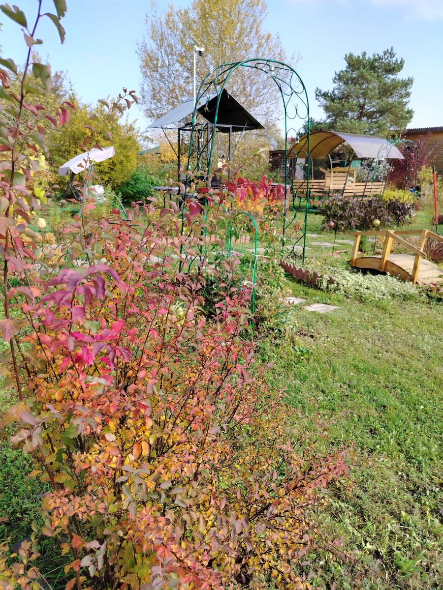 Спирея краснеет 