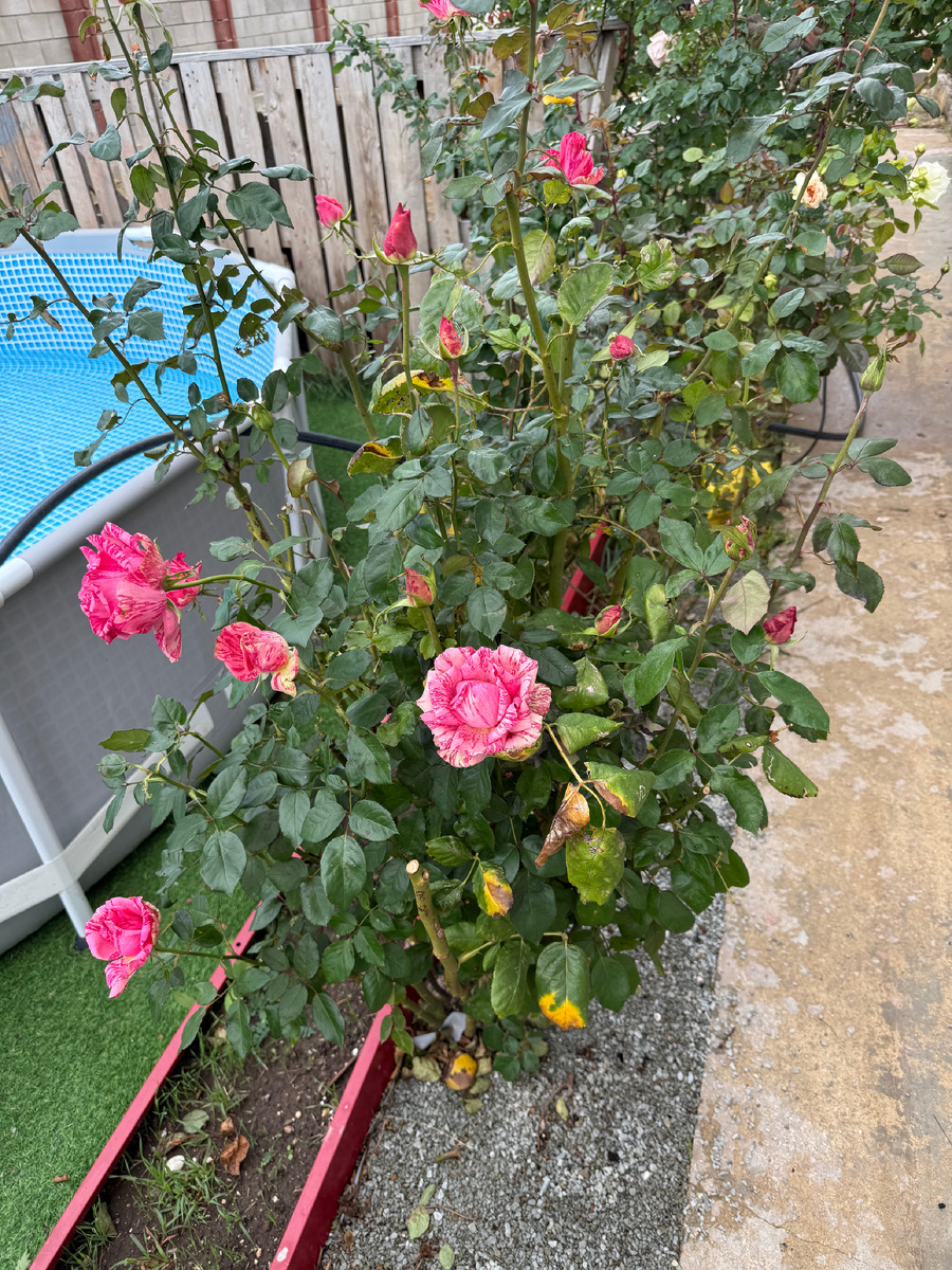 Фото из личного архива: роза пинк интуишен