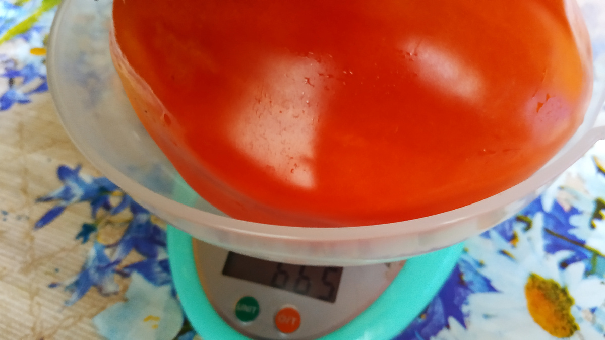 Томат Гигантский меч