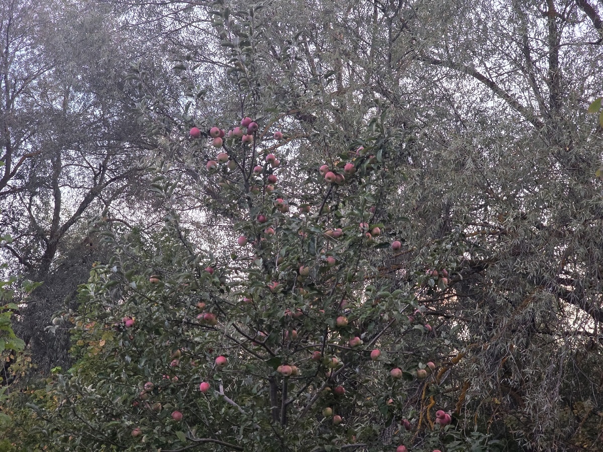    Осенняя обрезка яблонь — эти ветки режу смело, а эти трогать нельзя: так делал еще мой дед — теперь яблоки мешками собираю