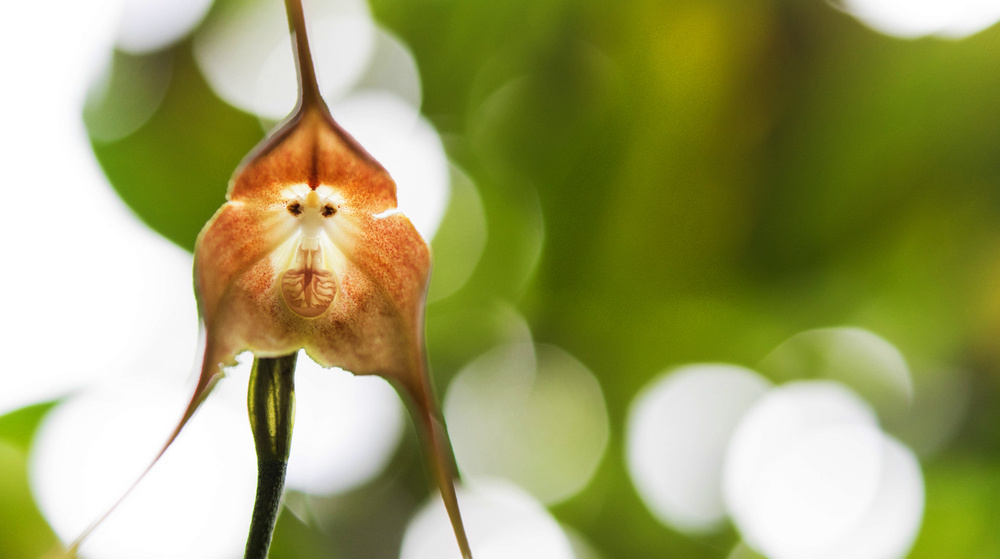     Фото: cotosa/Shutterstock/FOTODOM