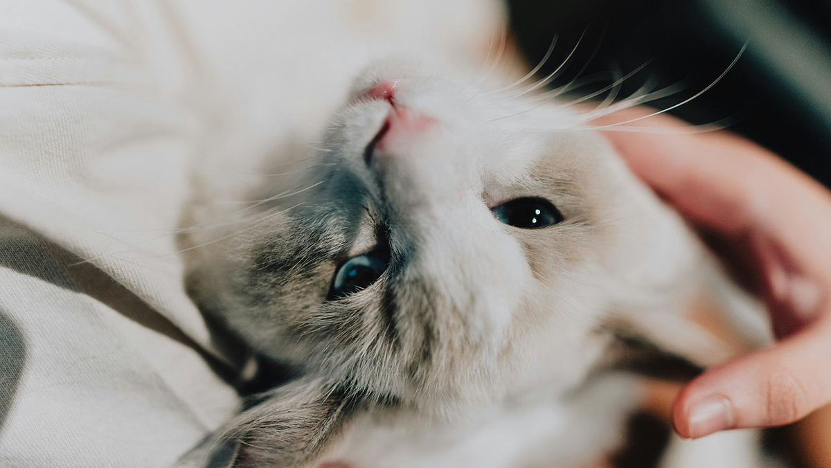   Jordan Tan / Unsplash