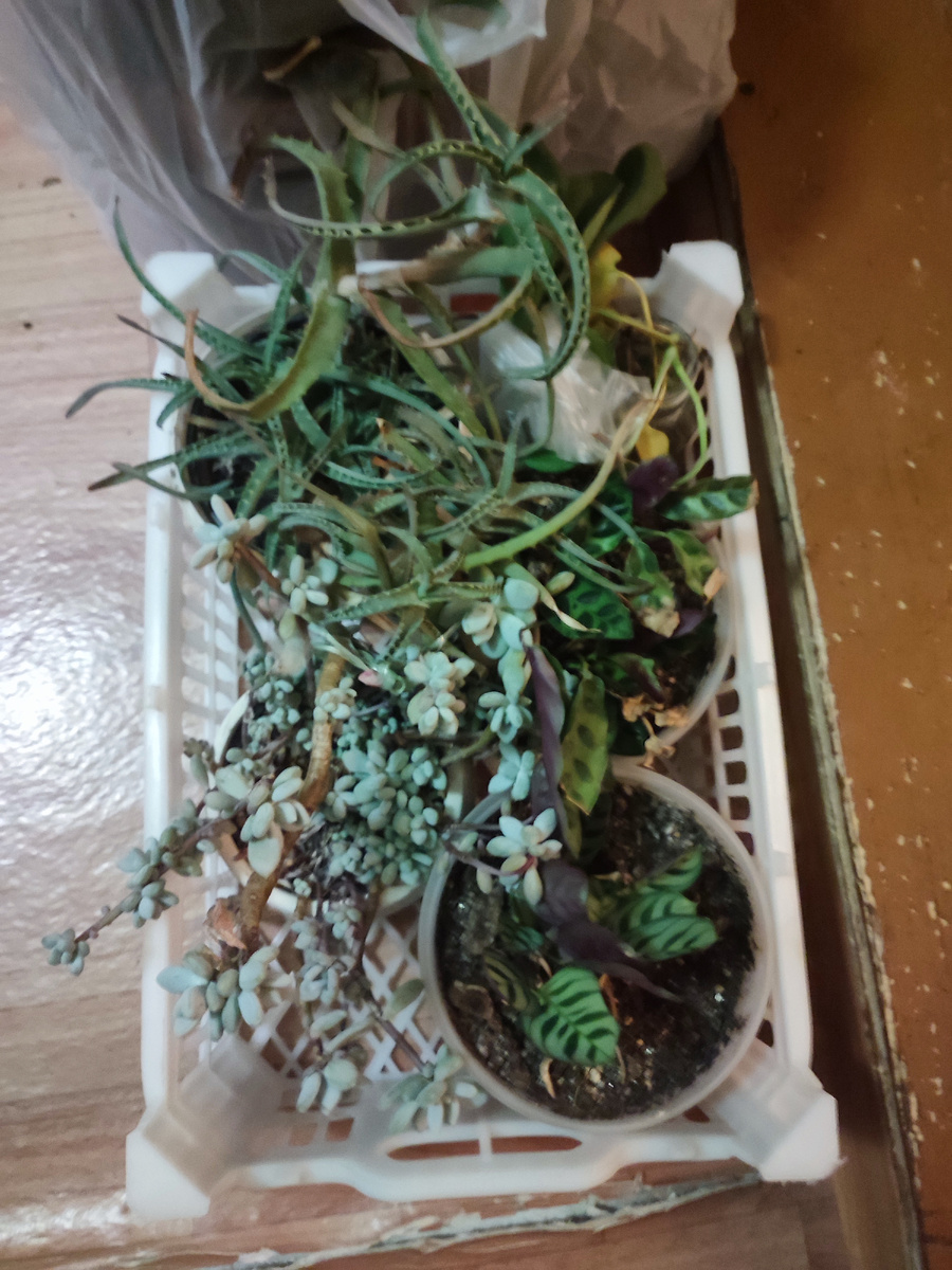 Отдала! Калатея, ктенанте, алоэ, отводки кучей все, суккуленты. 