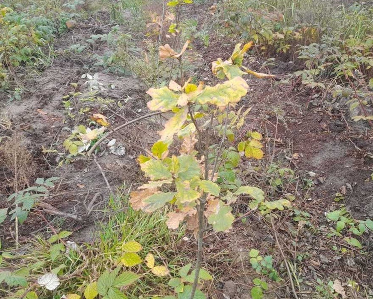     В Курской области ведутся работы по лесовосстановлению