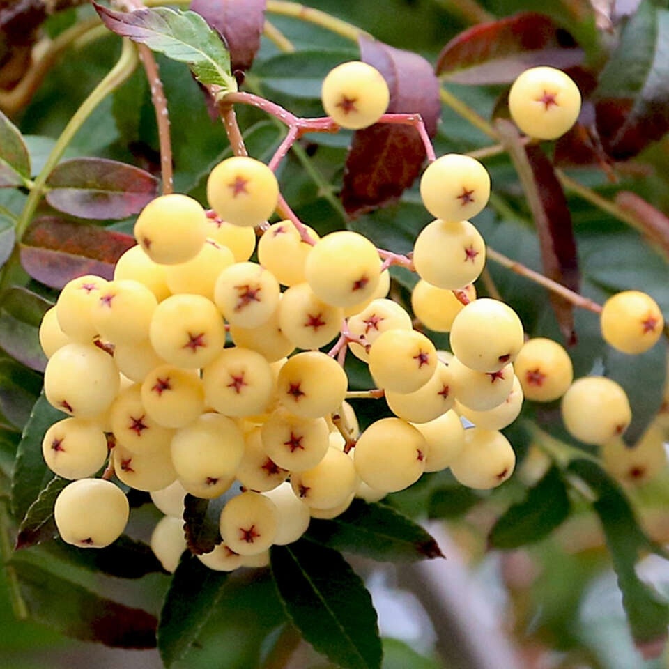 Рябина "Вайт Вокс"