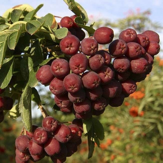 Рябина "Титан"