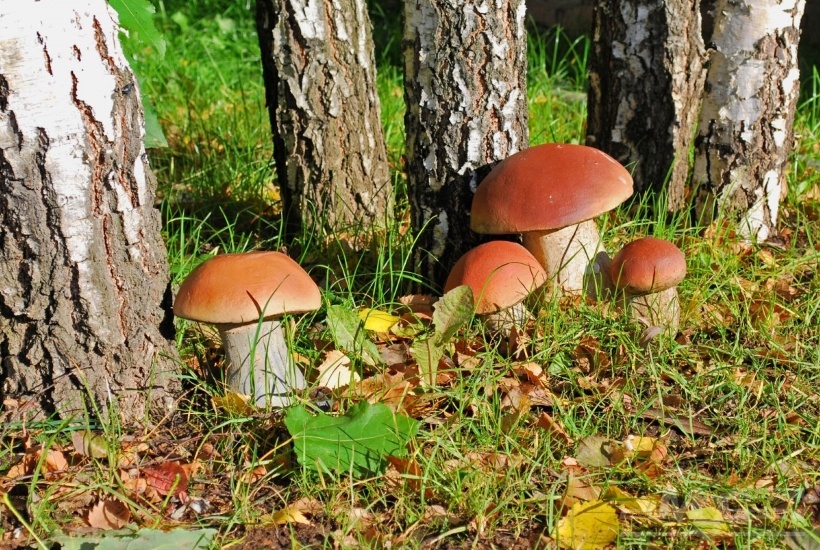 Где нельзя собирать грибы: штрафы, запреты и неожиданные риски для грибников