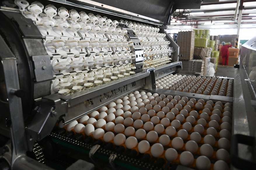 фото https://lenobl.ru/ru/dlya-smi/photo/7576/