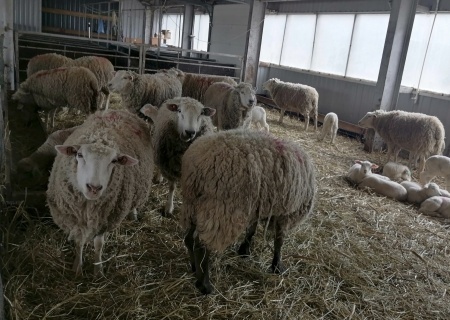    Учёному-овцеводу грозит до 12 лет тюрьмы за коллаборационизм