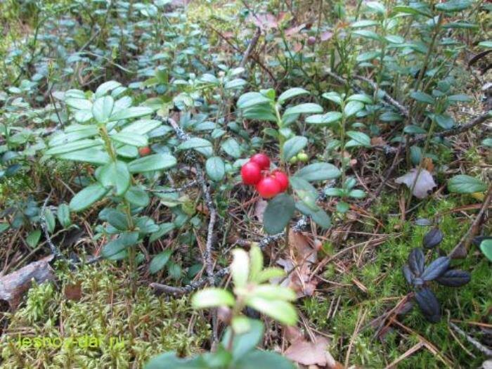 Брусника в августе (фото с блога "Лесная кладовая")