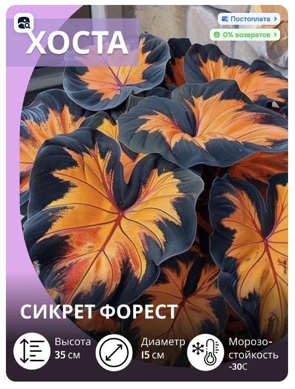 Вот такие, с позволения сказать, хосты продают на Озоне