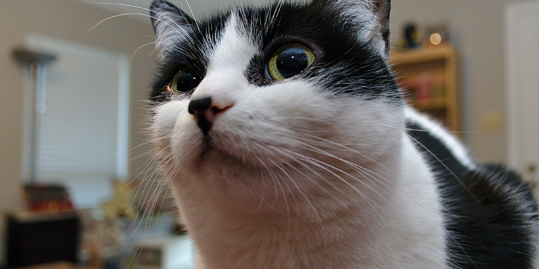 Учёные выяснили, зачем кошки мнут хозяев лапками, бодаются и нюхают дыхание