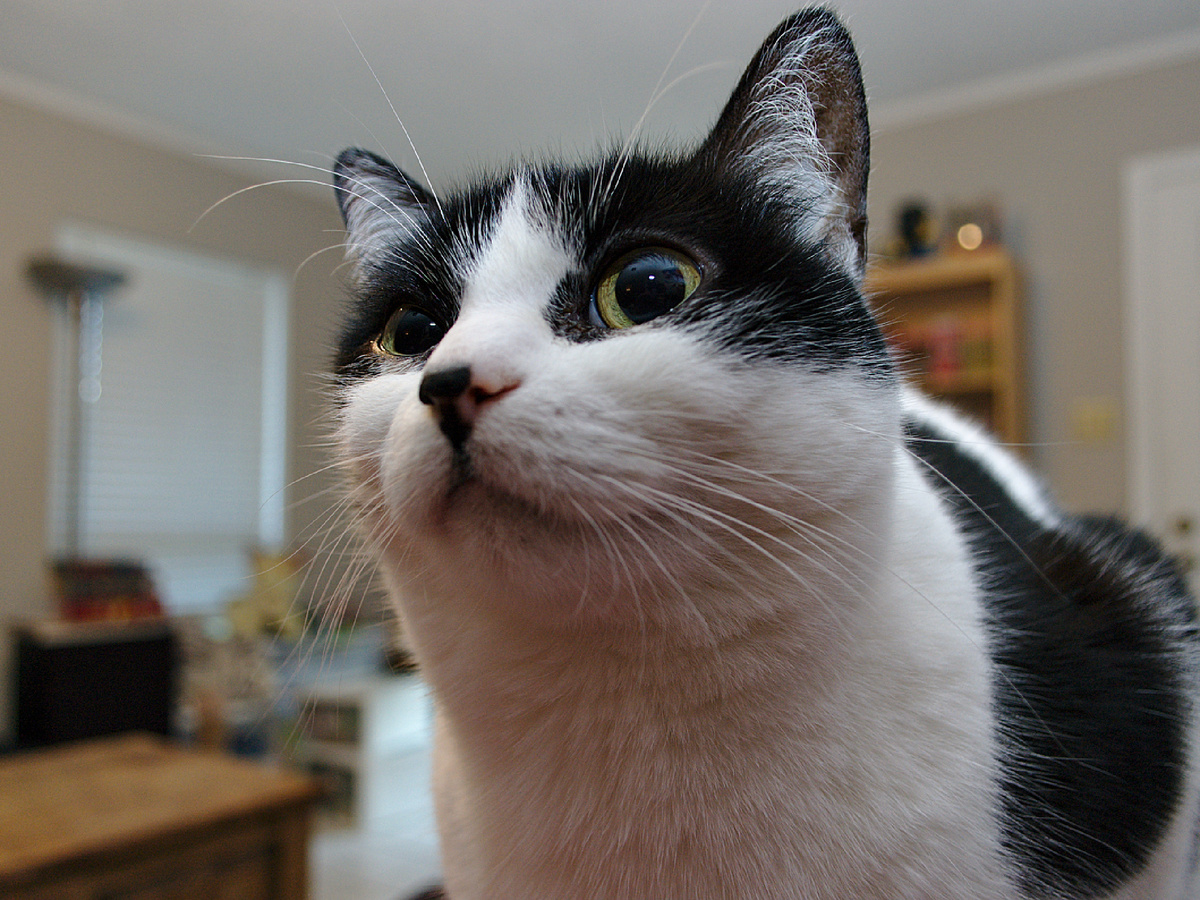 Где были? Что ели? Что пили? Целовали ли соседского кота Феню? «Усатый Штирлиц» вычислит по запаху полную летопись дня. Фотография: Nicholas Istre, CC BY-NC-SA 2.0