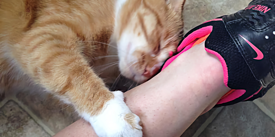 Учёные выяснили, зачем кошки мнут хозяев лапками, бодаются и нюхают дыхание