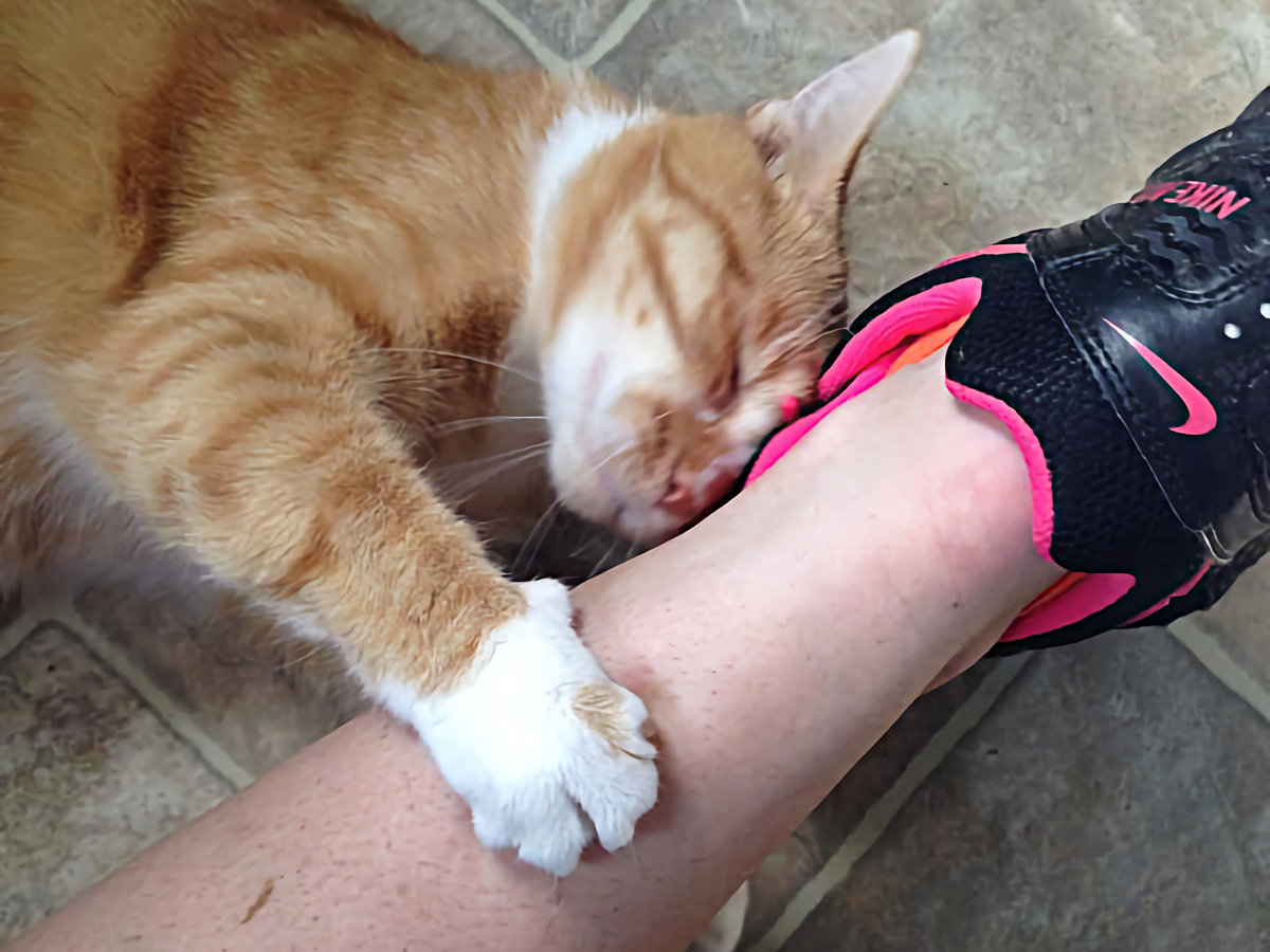 Исследования в области кошачьей коммуникации показали, что при трении выделяется фракция F4. Именно она ассоциируется у кошек с социальным сближением и маркировкой знакомых и дружелюбных особей. Фотография: rikkis_refuge, CC BY 2.0