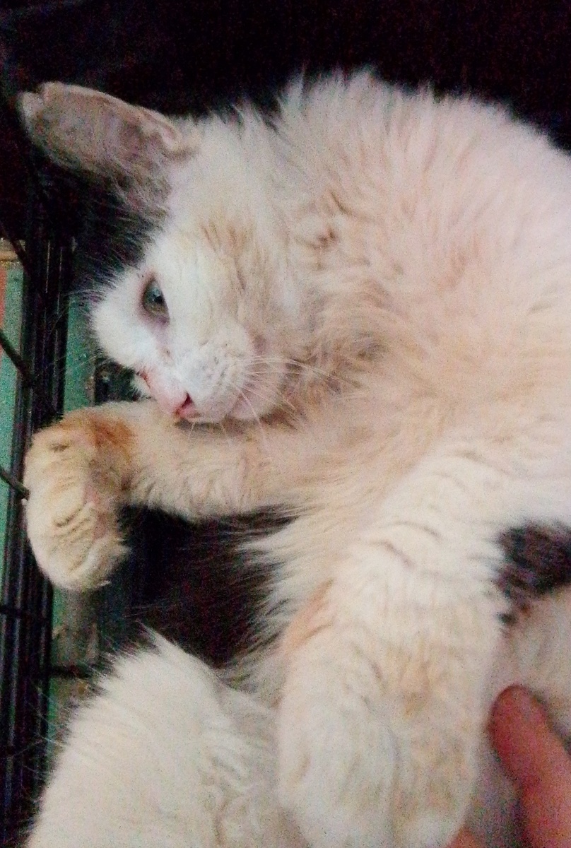 Дедуля-ангел