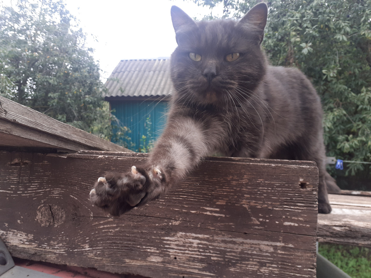 Подобрала котенком, в поле, где его нашли мои собаки. 3 год, как наш любимец.