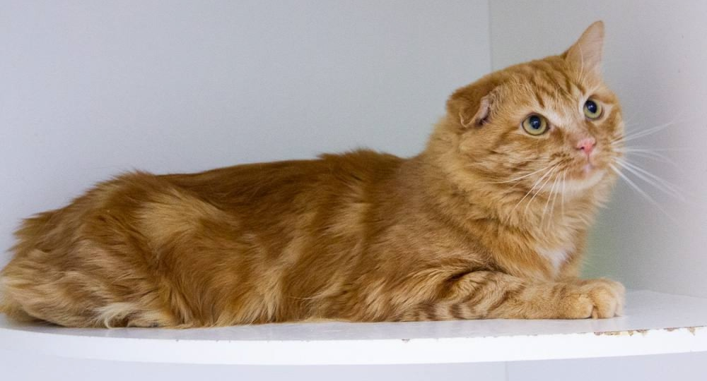 Он лежал в коробке. Без сил, без движения, без надежды.