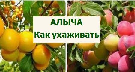 как ухаживать за алычой