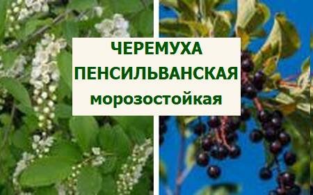 черемуха пенсильванская
