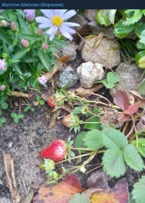    Фото: скриншот из соцсетей