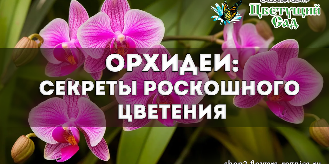 Волшебный мир орхидей: раскрываем секреты роскошного цветения