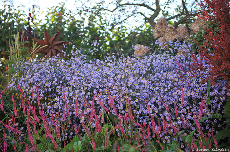 Астра сердцелистная ‘Little Carlow’