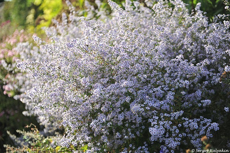 Астра сердцелистная ‘Silver Spray’