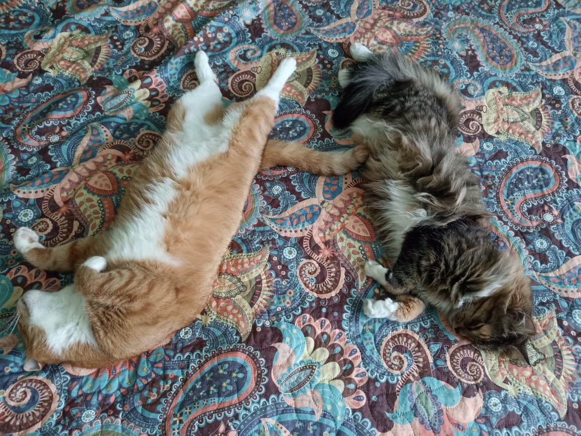 Демотиваторы хвостатые