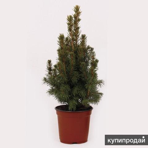 Примерно такую ёлочку мы с дочкой однажды купили в Магните. Покупал я её с намеринием сохранить до высадки в грунт. Я был уверен, что мне это удастся. Фото с Интернета.