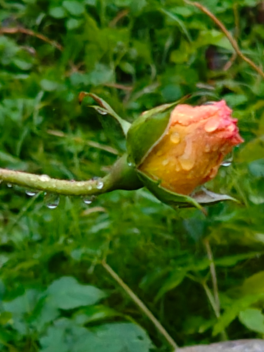 Бутон розы плачет, или это ожерелье из алмазов? 