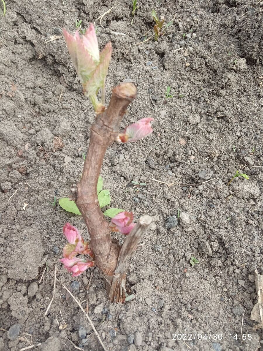 Вот так красиво открываются почки на американском кишмише Юпитер 