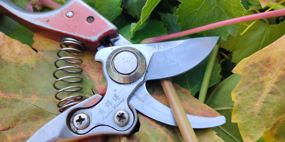 Октябрь. Когда обрезать виноград? Когда укрывать виноград?