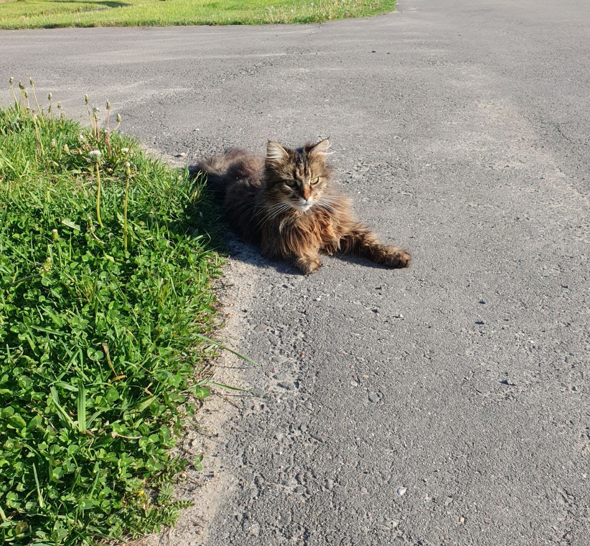 Вернули, вакцинировали, но пока так