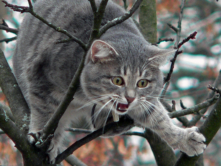    Ловкие, но не всегда разумные: как кошки оказываются в безвыходной ситуации. Источник изображения: smi2.ru