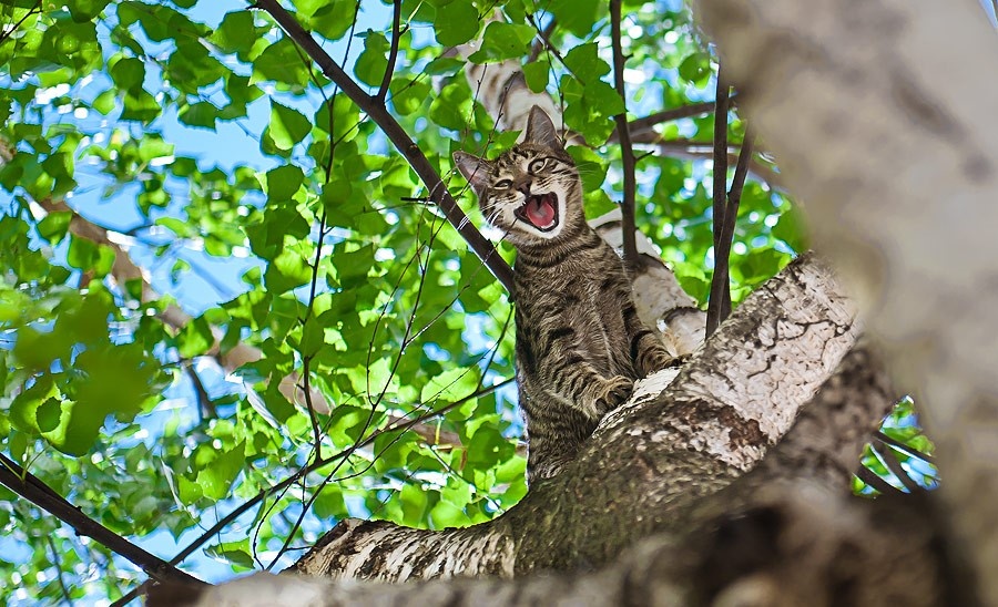    Кошки с лёгкостью забираются на дерево и застревают там — вечная проблема хвостатых, которую чаще всего приходиться решать нам. Источники изображений: yaplakal.com
