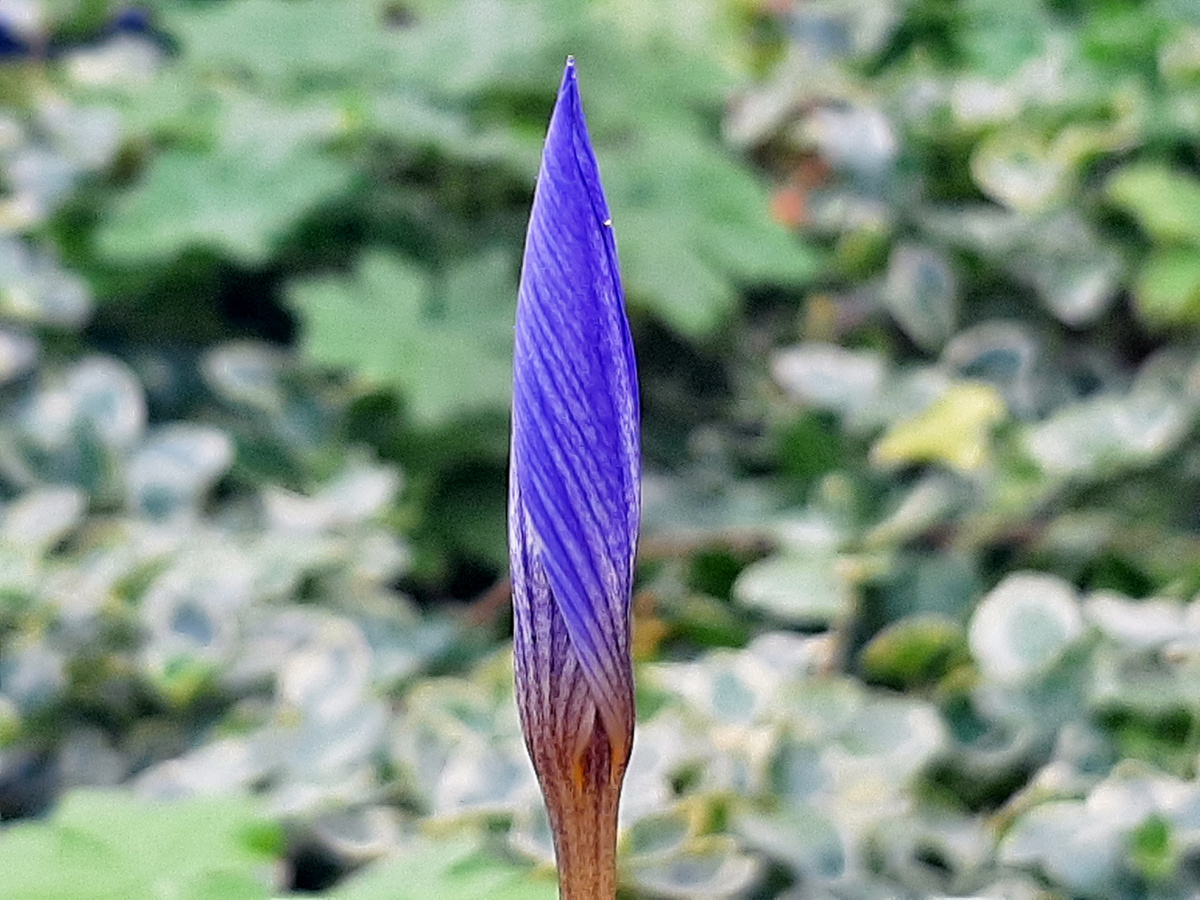 Туго скрученный вчерашний бутон