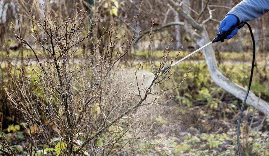 Осенняя обработка сада железным купоросом: правильная концентрация и сроки для защиты растений 🍂