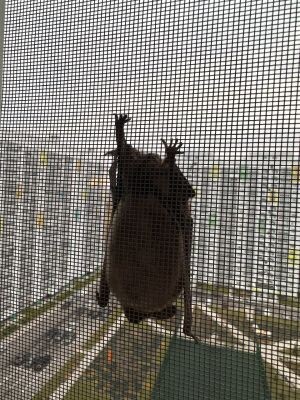    Фото: тг-канал Новости ЖК Озерки | Воронеж